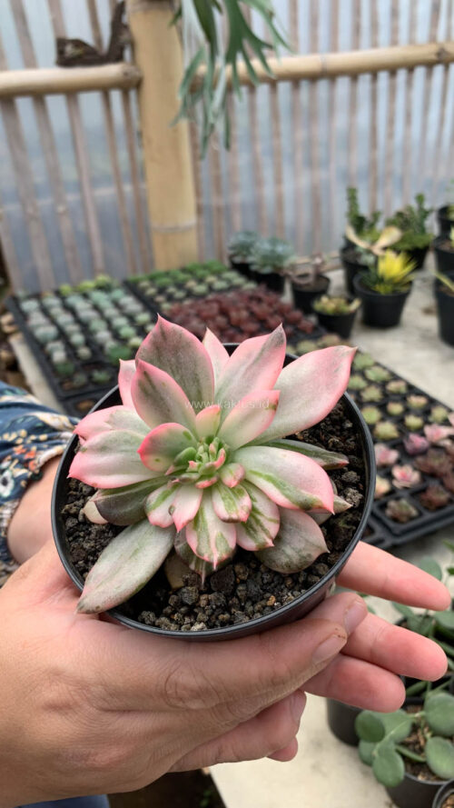 Echeveria Pink Princess, real gallery image #43 plants. Picture taken directly from kaktus.id community Echeveria farmer green houses.