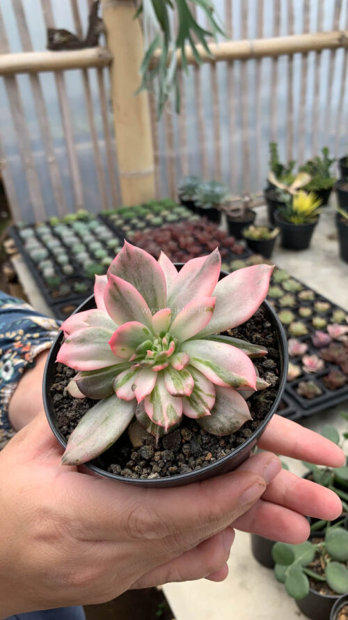 Echeveria Pink Princess, real gallery image #24 plants. Picture taken directly from kaktus.id community Echeveria farmer green houses.