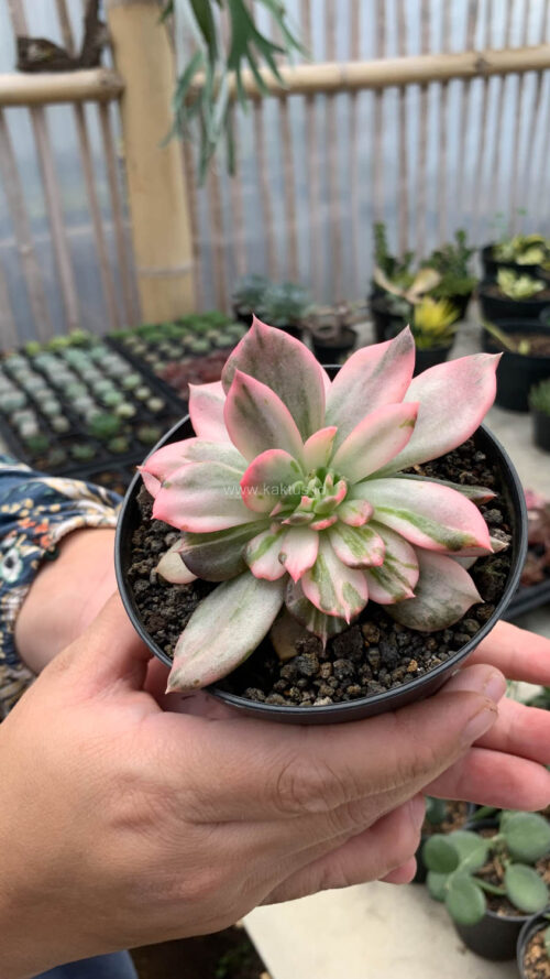 Echeveria Pink Princess, real gallery image #42 plants. Picture taken directly from kaktus.id community Echeveria farmer green houses.
