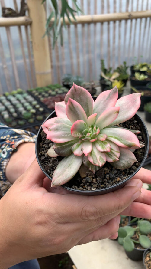 Echeveria Pink Princess, real gallery image #41 plants. Picture taken directly from kaktus.id community Echeveria farmer green houses.