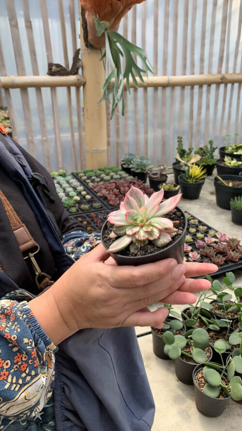 Echeveria Pink Princess, real gallery image #46 plants. Picture taken directly from kaktus.id community Echeveria farmer green houses.