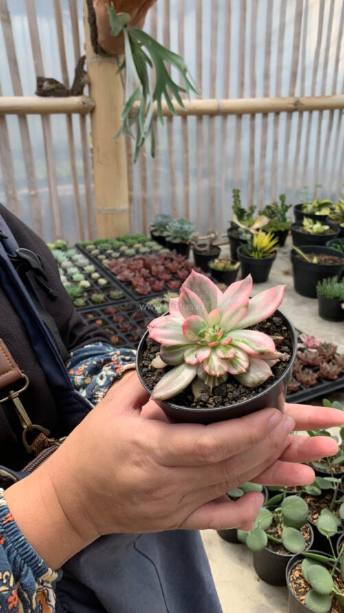 Echeveria Pink Princess, real gallery image #45 plants. Picture taken directly from kaktus.id community Echeveria farmer green houses.