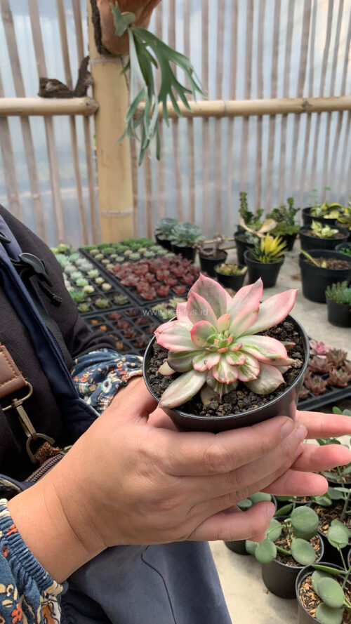 Echeveria Pink Princess, real gallery image #36 plants. Picture taken directly from kaktus.id community Echeveria farmer green houses.