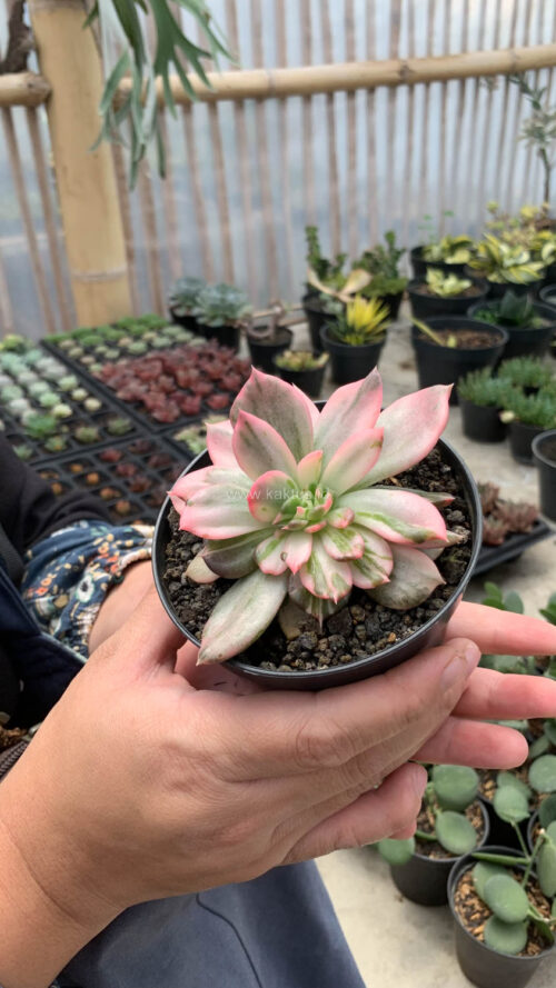 Echeveria Pink Princess, real gallery image #21 plants. Picture taken directly from kaktus.id community Echeveria farmer green houses.