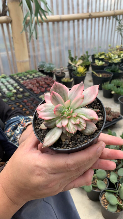 Echeveria Pink Princess, real gallery image #18 plants. Picture taken directly from kaktus.id community Echeveria farmer green houses.