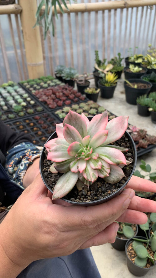 Echeveria Pink Princess, real gallery image #25 plants. Picture taken directly from kaktus.id community Echeveria farmer green houses.