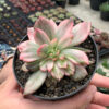 Echeveria Pink Princess, real gallery image #6 plants. Picture taken directly from kaktus.id community Echeveria farmer green houses.