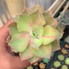 Echeveria Monster, real feature image plant. Picture taken directly from kaktus.id community Echeveria farmer green houses.