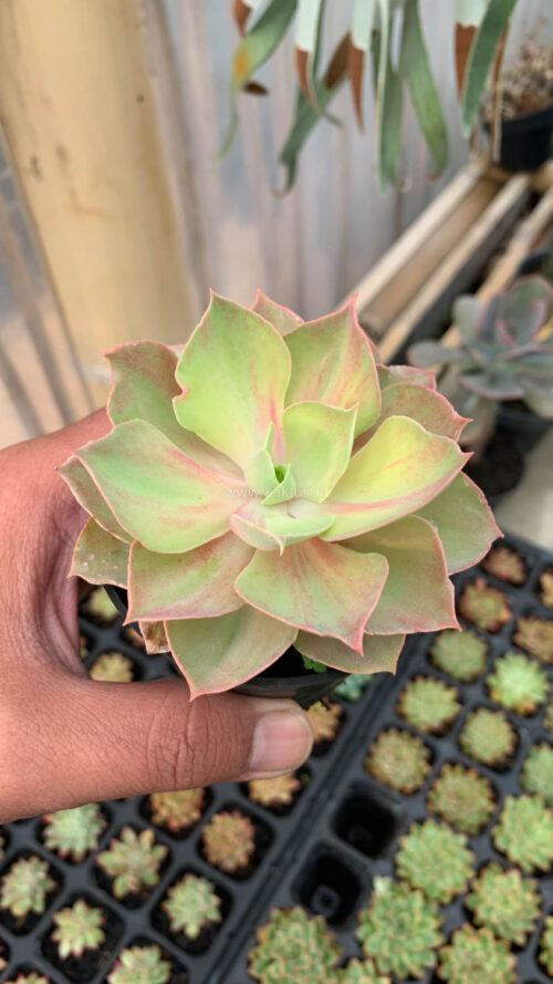Echeveria Monster, real gallery image #2 plants. Picture taken directly from kaktus.id community Echeveria farmer green houses.