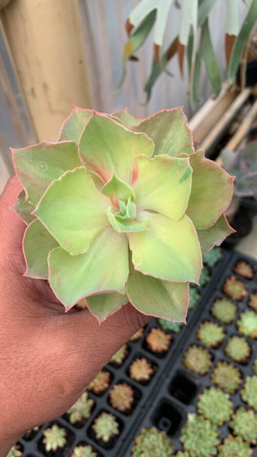 Echeveria Monster, real gallery image #27 plants. Picture taken directly from kaktus.id community Echeveria farmer green houses.
