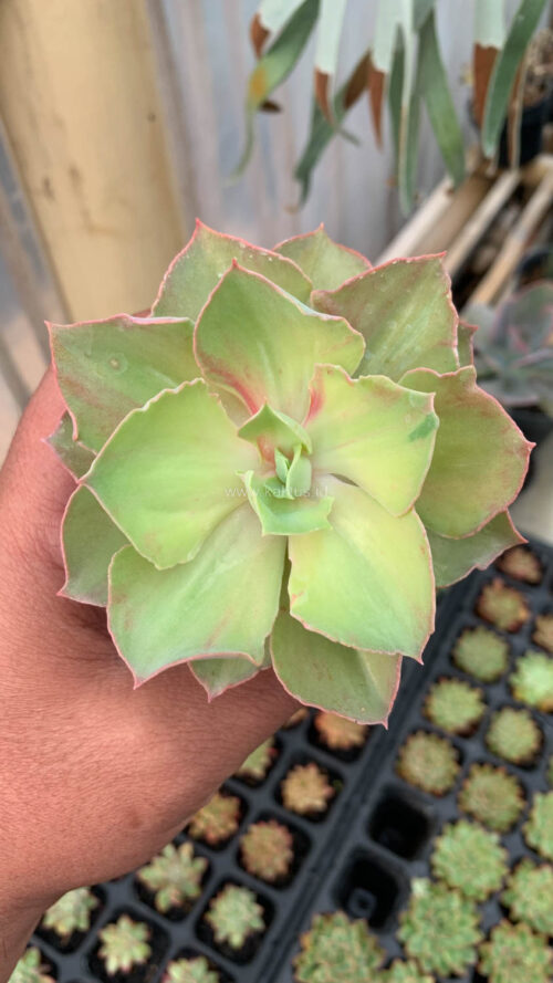 Echeveria Monster, real gallery image #4 plants. Picture taken directly from kaktus.id community Echeveria farmer green houses.