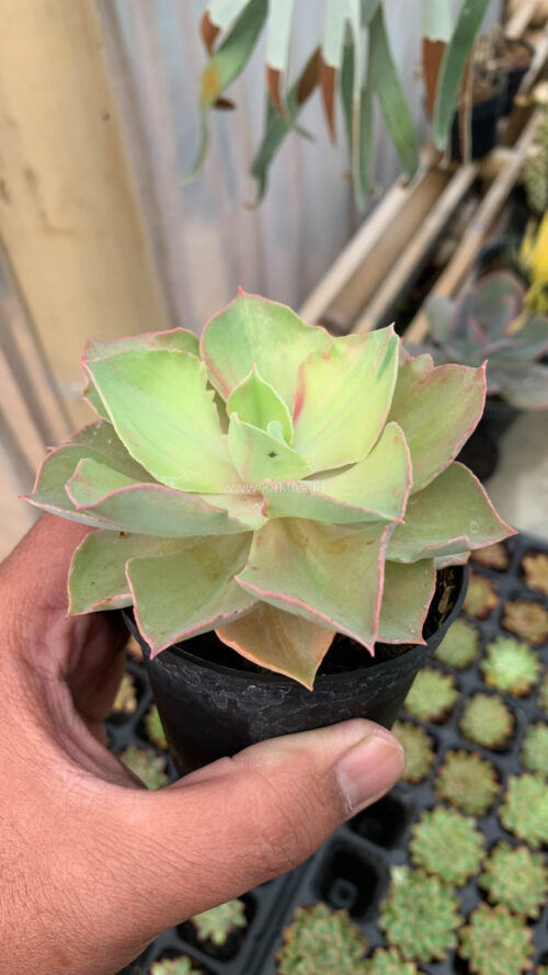 Echeveria Monster, real gallery image #17 plants. Picture taken directly from kaktus.id community Echeveria farmer green houses.