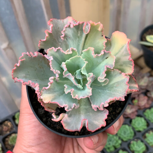 Echeveria Chantilly Variegated, real gallery image #6 plants. Picture taken directly from kaktus.id community Echeveria farmer green houses.