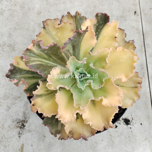Echeveria Chantilly Variegated, real gallery image #5 plants. Picture taken directly from kaktus.id community Echeveria farmer green houses.