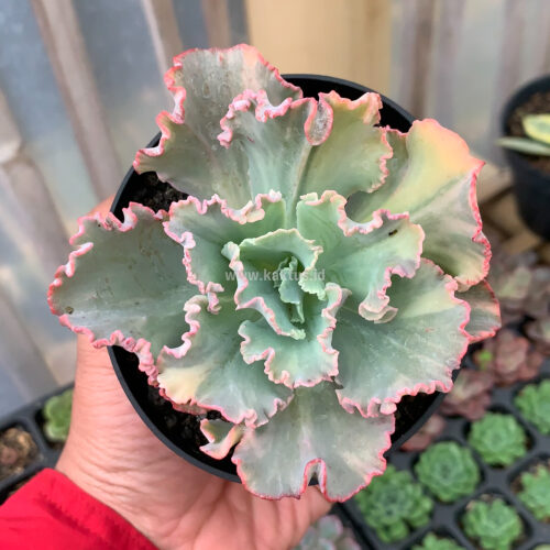 Echeveria Chantilly Variegated, real gallery image #9 plants. Picture taken directly from kaktus.id community Echeveria farmer green houses.