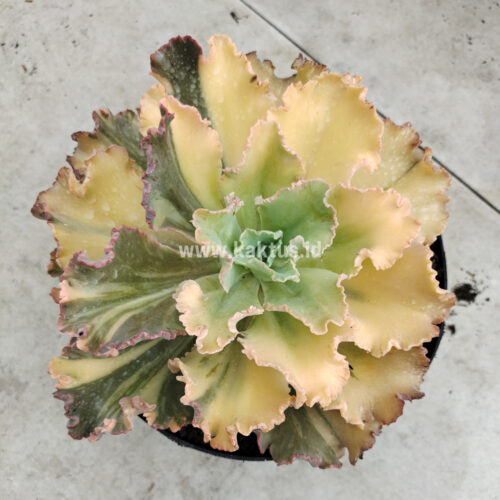 Echeveria Chantilly Variegated, real gallery image #7 plants. Picture taken directly from kaktus.id community Echeveria farmer green houses.