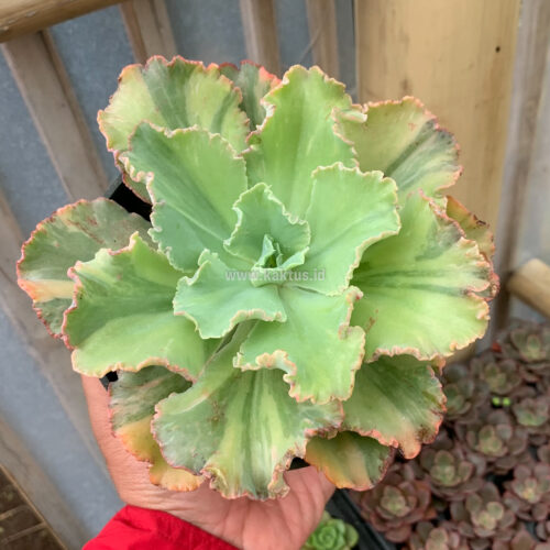 Echeveria Chantilly Variegated, real gallery image #13 plants. Picture taken directly from kaktus.id community Echeveria farmer green houses.