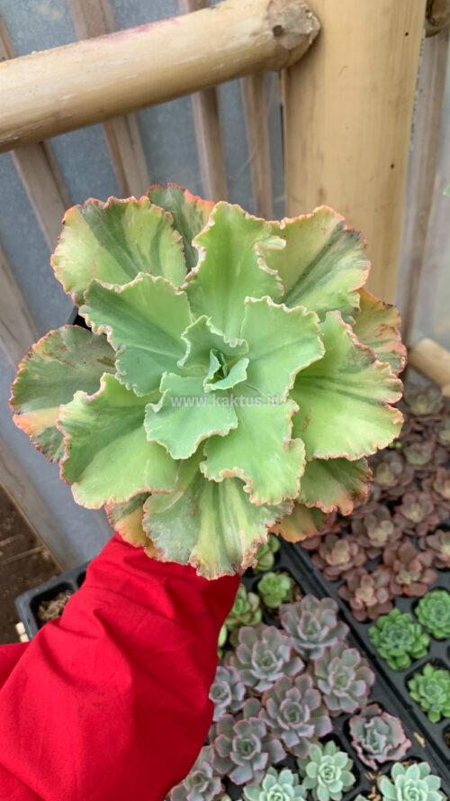 Echeveria Chantilly Variegated, real gallery image #12 plants. Picture taken directly from kaktus.id community Echeveria farmer green houses.