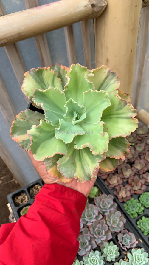 Echeveria Chantilly Variegated, real gallery image #2 plants. Picture taken directly from kaktus.id community Echeveria farmer green houses.