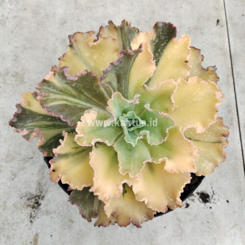 Echeveria Chantilly Variegated, real gallery image #1 plants. Picture taken directly from kaktus.id community Echeveria farmer green houses.