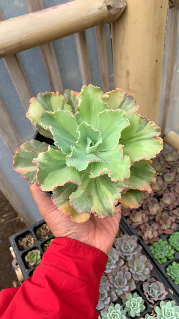 kaktus.id