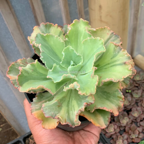 Echeveria Chantilly Variegated, real gallery image #8 plants. Picture taken directly from kaktus.id community Echeveria farmer green houses.