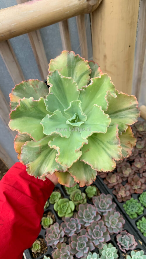 Echeveria Chantilly Variegated, real gallery image #4 plants. Picture taken directly from kaktus.id community Echeveria farmer green houses.
