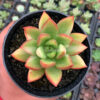 Echeveria Agavoides Ron Evans Small Variegated Size 8 Cm, real gallery image #8 plants. Picture taken directly from kaktus.id community Echeveria farmer green houses.