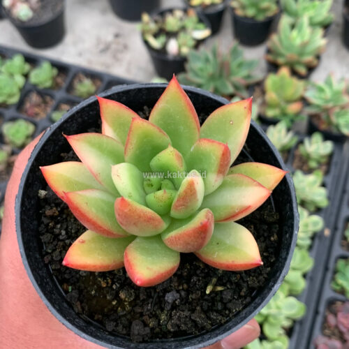 Echeveria Agavoides Ron Evans Small Variegated Size 8 Cm, real gallery image #7 plants. Picture taken directly from kaktus.id community Echeveria farmer green houses.