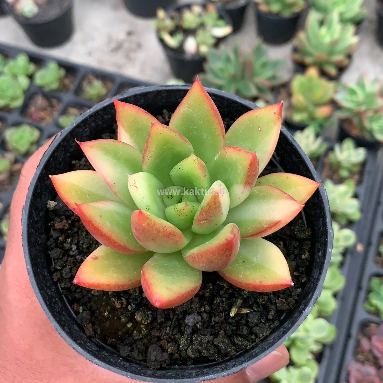 Echeveria Agavoides Ron Evans Small Variegated Size 8 Cm, real gallery image #6 plants. Picture taken directly from kaktus.id community Echeveria farmer green houses.