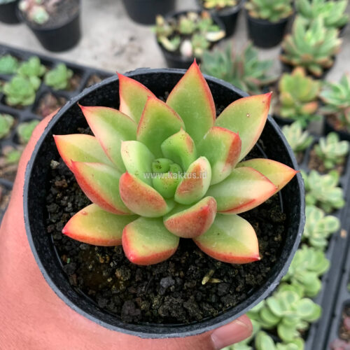 Echeveria Agavoides Ron Evans Small Variegated Size 8 Cm, real gallery image #5 plants. Picture taken directly from kaktus.id community Echeveria farmer green houses.