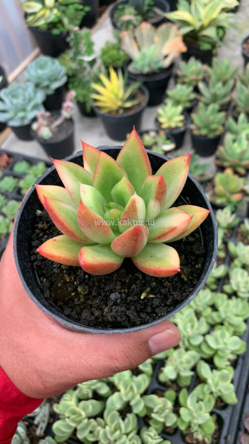 Echeveria Agavoides Ron Evans Small Variegated Size 8 Cm, real gallery image #4 plants. Picture taken directly from kaktus.id community Echeveria farmer green houses.