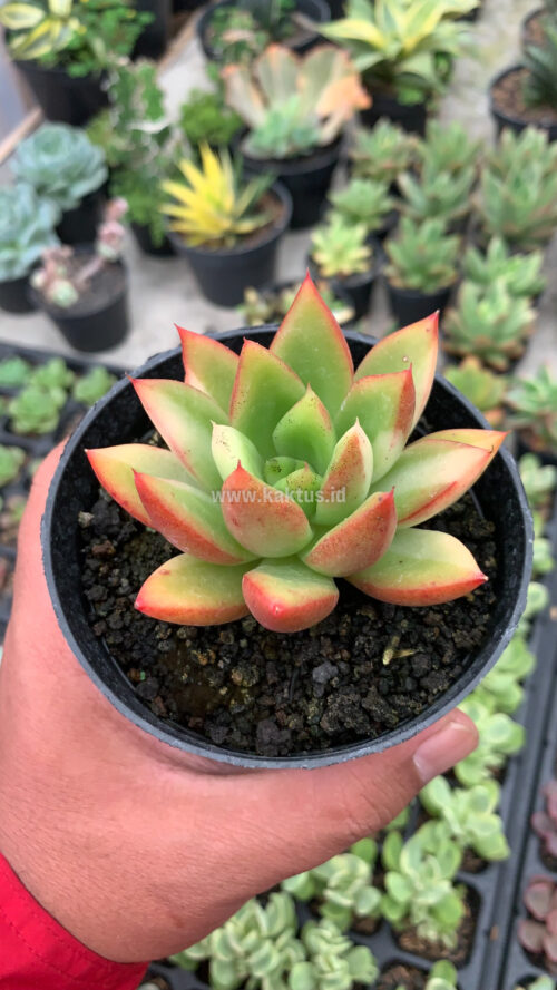 Echeveria Agavoides Ron Evans Small Variegated Size 8 Cm, real gallery image #3 plants. Picture taken directly from kaktus.id community Echeveria farmer green houses.