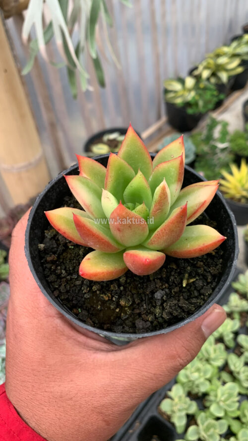 Echeveria Agavoides Ron Evans Small Variegated Size 8 Cm, real gallery image #2 plants. Picture taken directly from kaktus.id community Echeveria farmer green houses.