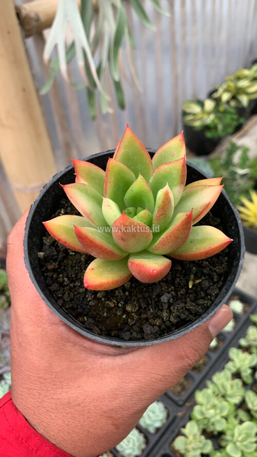 Echeveria Agavoides Ron Evans Small Variegated Size 8 Cm, real gallery image #1 plants. Picture taken directly from kaktus.id community Echeveria farmer green houses.