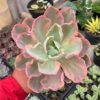 Echeveria Chantilly Marginata Size 15 Cm, real feature image plant. Picture taken directly from kaktus.id community Echeveria farmer green houses.