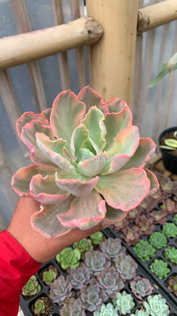 kaktus.id