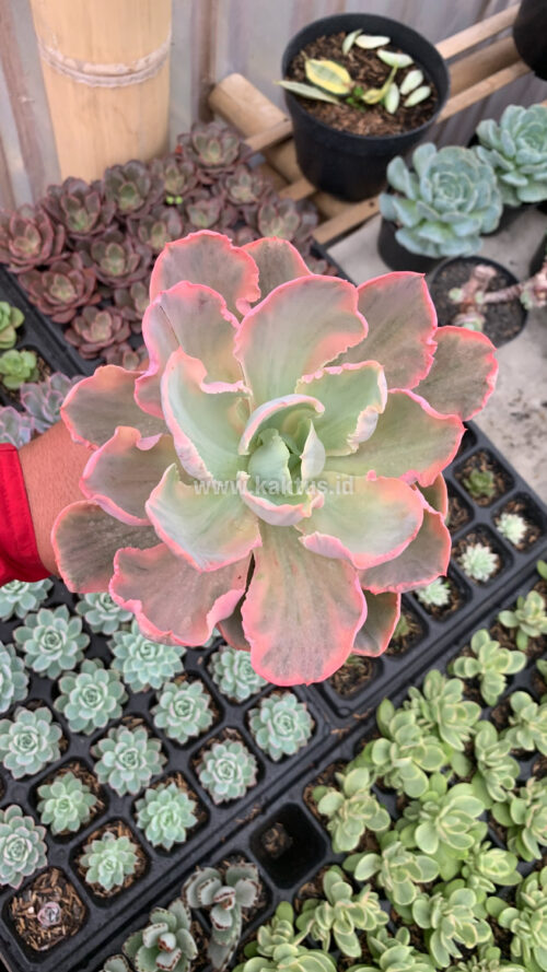 Echeveria Chantilly Marginata Size 15 Cm, real gallery image #2 plants. Picture taken directly from kaktus.id community Echeveria farmer green houses.
