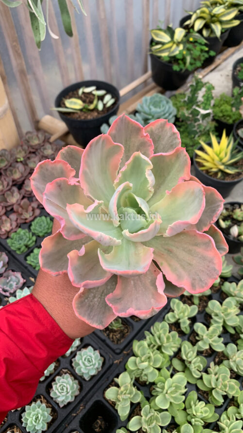 Echeveria Chantilly Marginata Size 15 Cm, real gallery image #3 plants. Picture taken directly from kaktus.id community Echeveria farmer green houses.