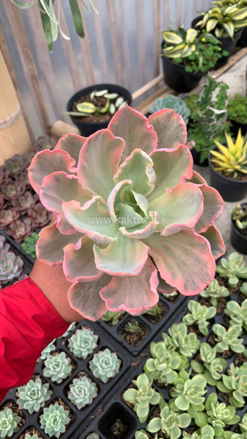 Echeveria Chantilly Marginata Size 15 Cm, real gallery image #4 plants. Picture taken directly from kaktus.id community Echeveria farmer green houses.