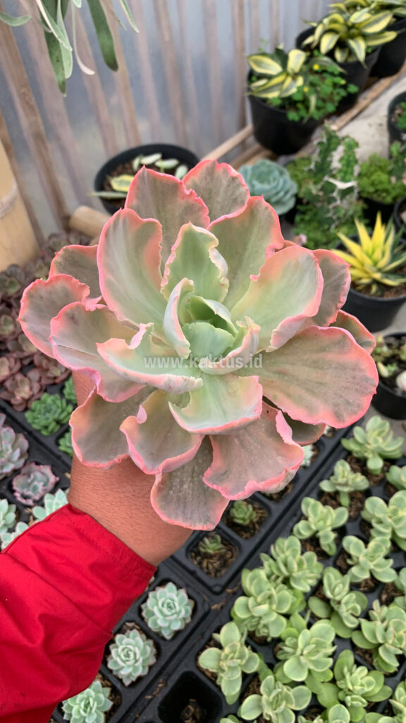 kaktus.id