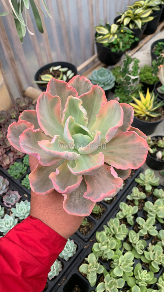 kaktus.id