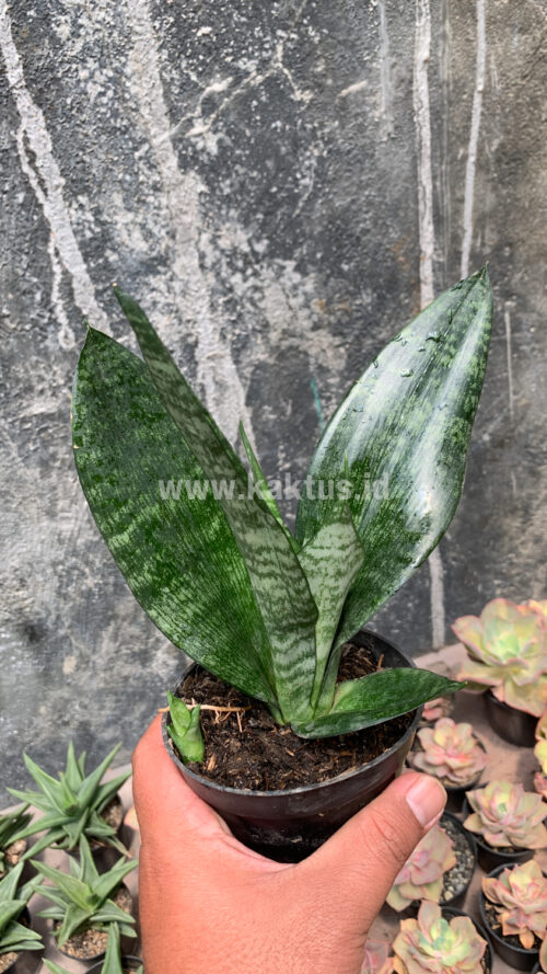 Sansevieria Futura Frozen, real gallery image #5 plants. Picture taken directly from kaktus.id community Sansevieria farmer green houses.