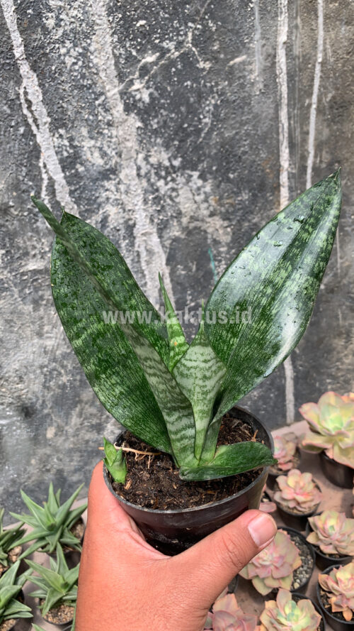 Sansevieria Futura Frozen, real gallery image #4 plants. Picture taken directly from kaktus.id community Sansevieria farmer green houses.
