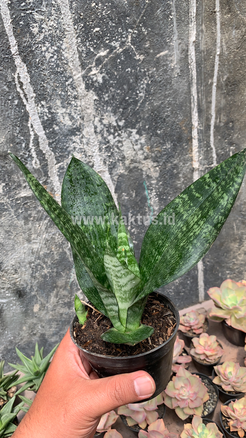 Sansevieria Futura Frozen For Sale - Real Pictures, kaktus.id Plants  Exporter
