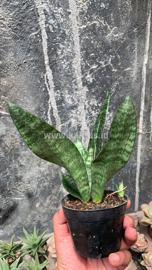 Sansevieria Futura Frozen, real gallery image #2 plants. Picture taken directly from kaktus.id community Sansevieria farmer green houses.