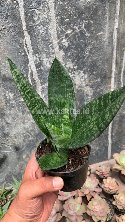 Sansevieria Futura Frozen, real gallery image #1 plants. Picture taken directly from kaktus.id community Sansevieria farmer green houses.