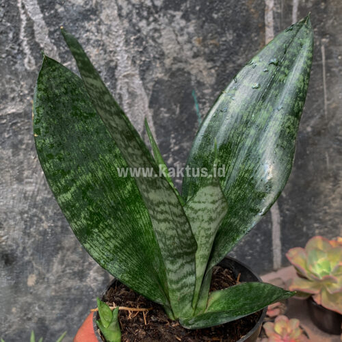 Sansevieria Futura Frozen, real feature image plant. Picture taken directly from kaktus.id community Sansevieria farmer green houses.