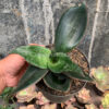Sansevieria Foscaliana, real feature image plant. Picture taken directly from kaktus.id community Sansevieria farmer green houses.