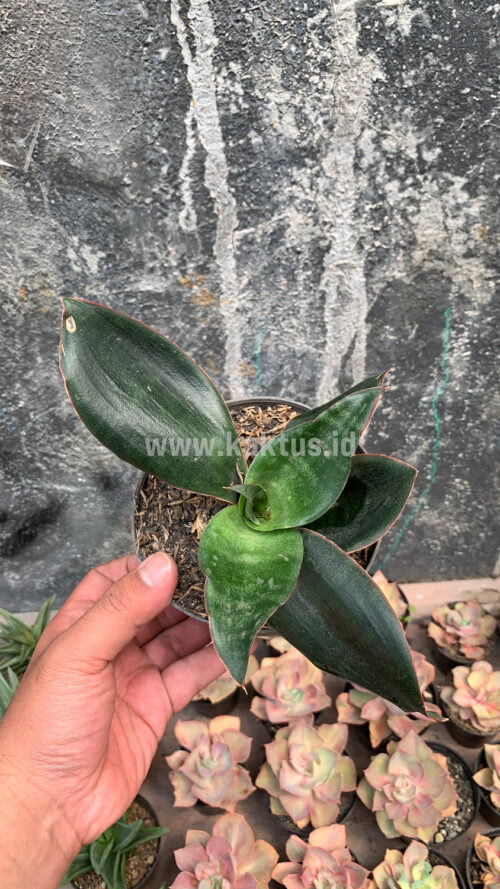 Sansevieria Foscaliana, real gallery image #7 plants. Picture taken directly from kaktus.id community Sansevieria farmer green houses.